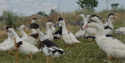 Ferme de la Chambrerie