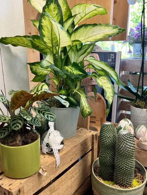 L'Essence des Sèves