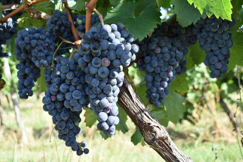 Soirée découverte au Domaine Amblard