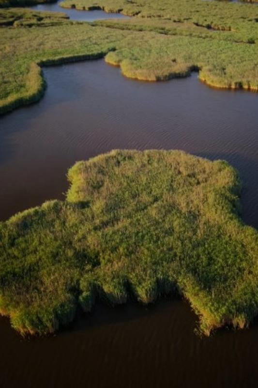 à l'écoute des oiseaux de la roselière et du butor étoilé