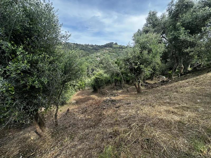 Terrain - 2 450 m²