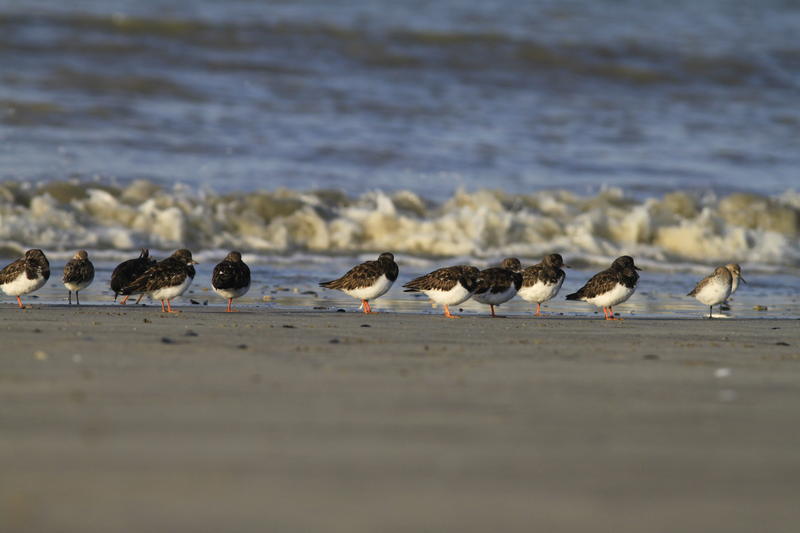 Les oiseaux du littoral