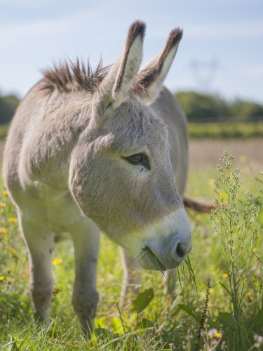 Les Ânes de la Rêverie
