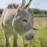 Les Ânes de la Rêverie