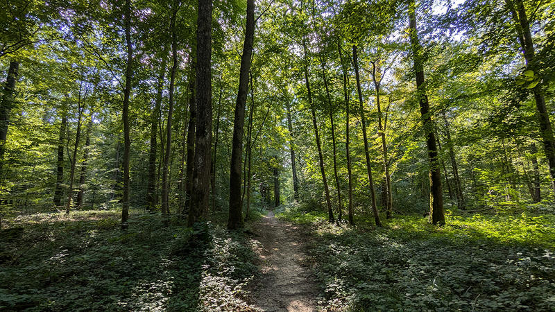 Conférence historique à Laon : "L’évolution des milieux forestiers du sud de la Picardie (XIIIe-XIXe siècle). Approches en écologie historique."