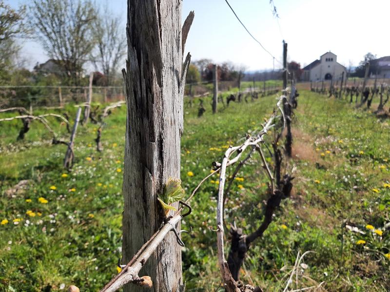 Découverte de la vigne et de ses outils d'antan