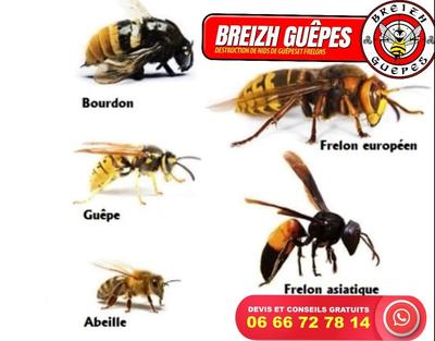 Breizh Guêpes