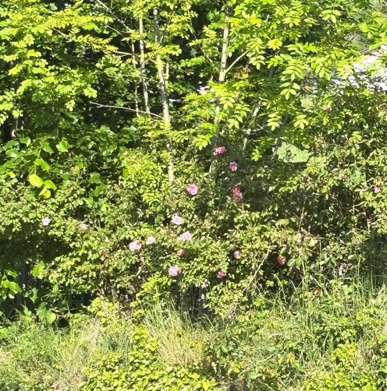 Terrain de lotissements - 972 m²