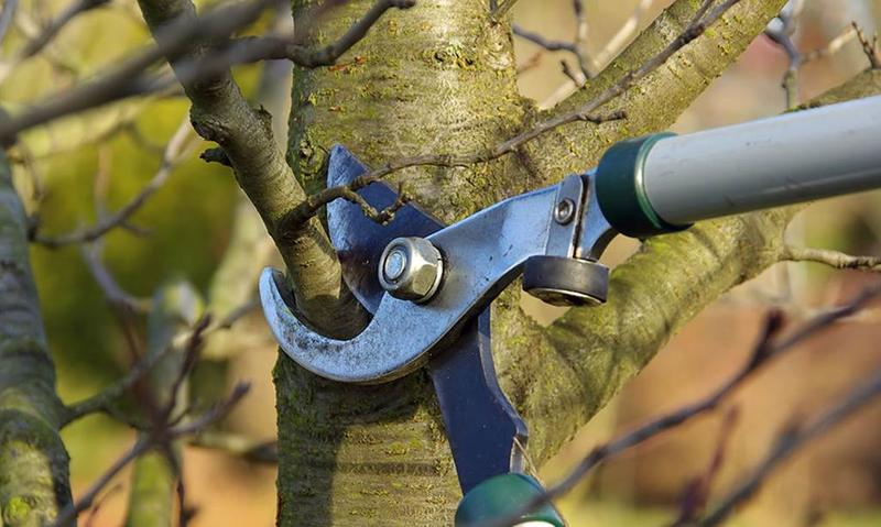 Taille et greffe au verger
