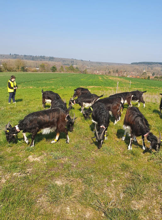 La Chèvrerie de Nos P'tites Envies