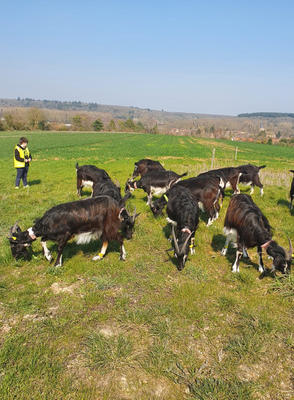 La Chèvrerie de Nos P'tites Envies