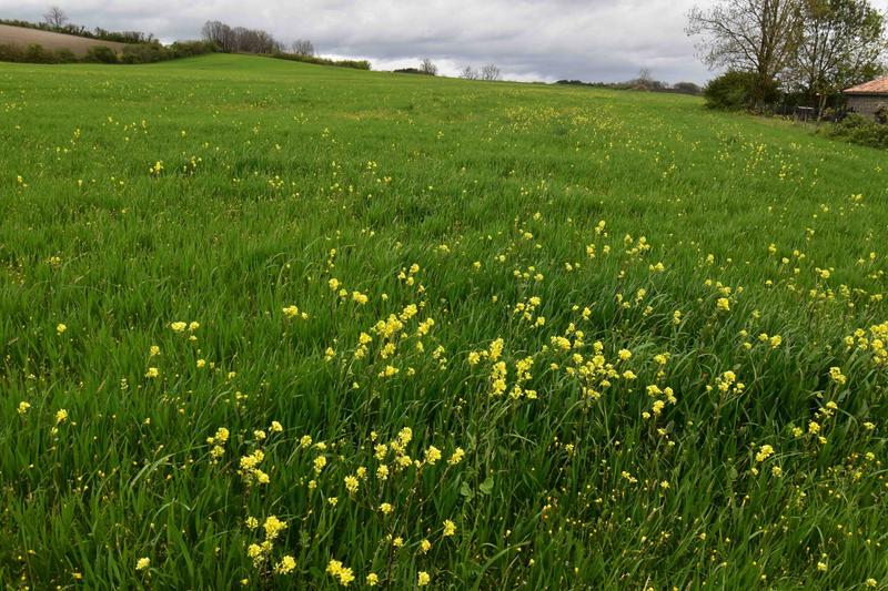 Terrain agricole - 3 000 m²