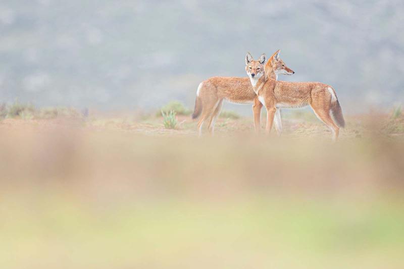 Film - le secret du loup d'Ethiopie
