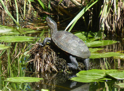 Découverte - la très discrète Cistude d'Europe