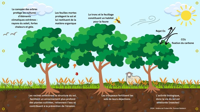 L’Agroforesterie m’A Dit ….. Observer, Écouter, Jouer, Comprendre…