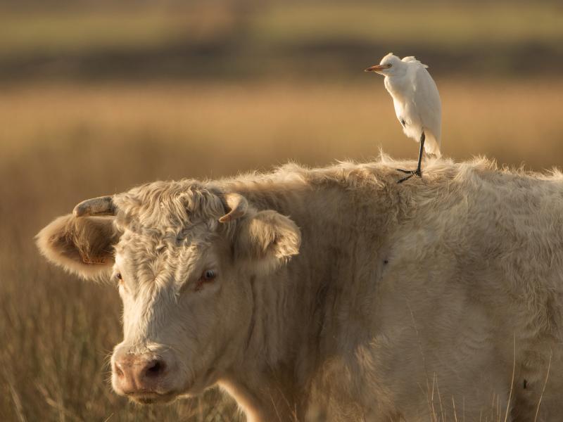 Sortie crépusculaire à Terres d'Oiseaux