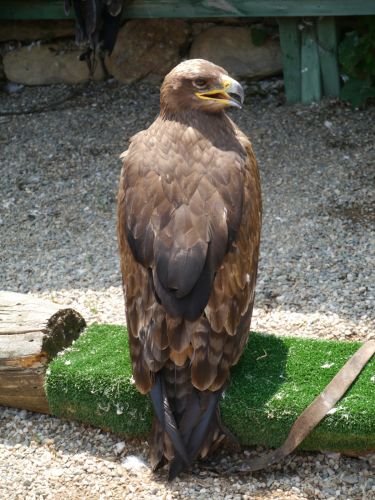 Les Aigles d'Argelès