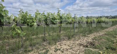 Terrain - 190 000 m²