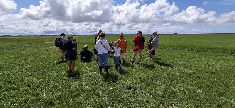 Salicorne et compagnie