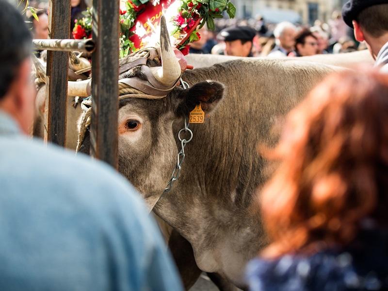 Fête des Boeufs Gras de Bazas