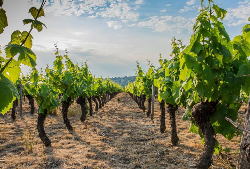 Terrain agricole - 276 m²