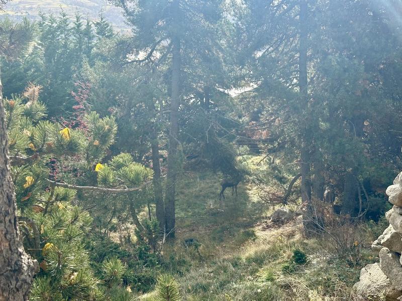 Terrain constructible - 1 572 m²