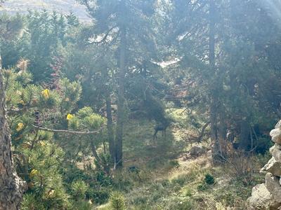 Terrain constructible - 1 572 m²