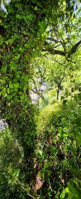 Terrain constructible - 1 161 m²