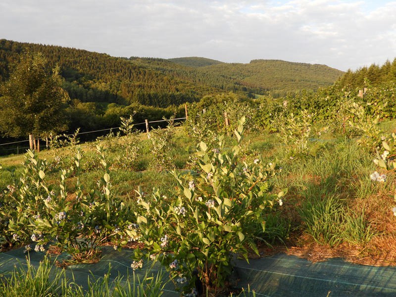 Pépinière du Chardon Bleu