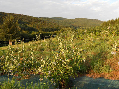 Pépinière du Chardon Bleu