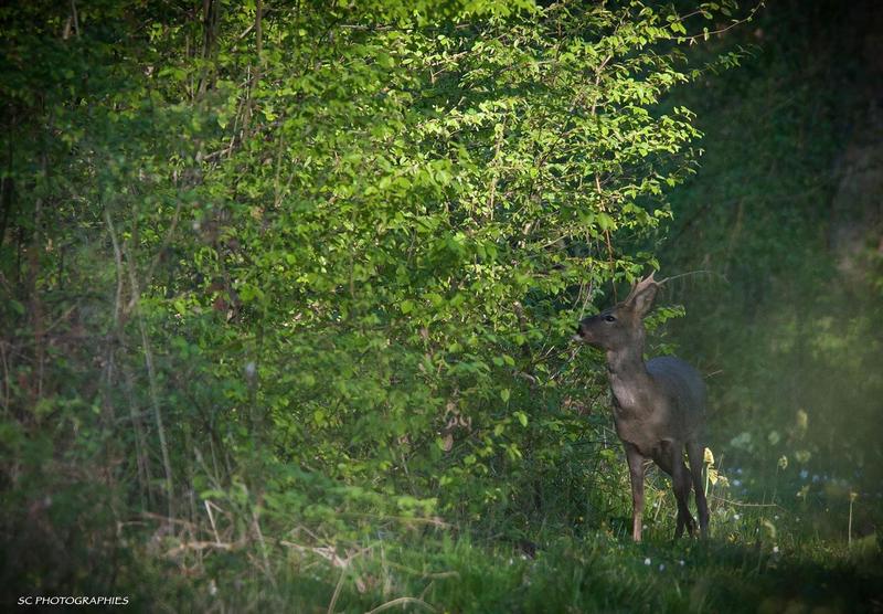 La fôret se la raconte