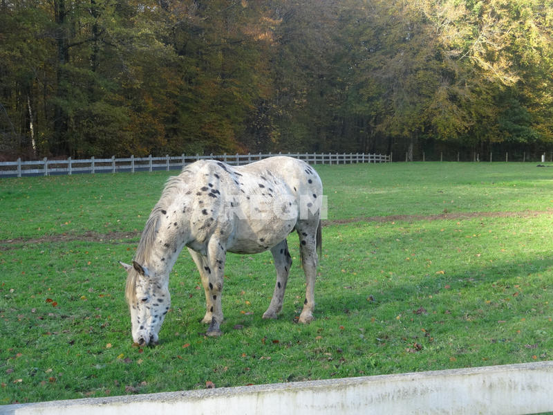 Propriété - 8 191 m² - 11 pièces