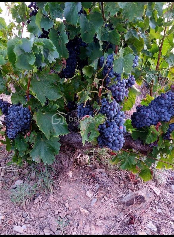 Terrain - 47 000 m²