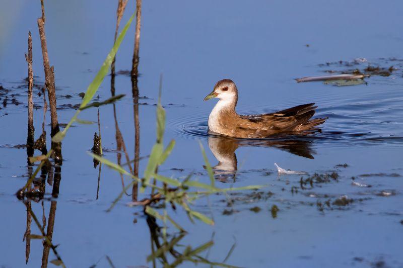 Conférence : les marouettes en Brenne