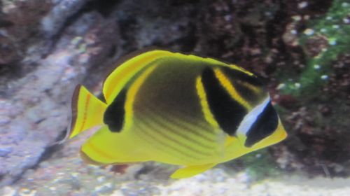 Aquarium de Paris Cinéaqua