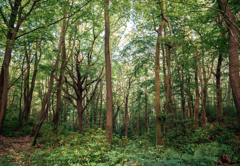 Do In Nature - Spécial printemps - Marche et auto-massages en plein air