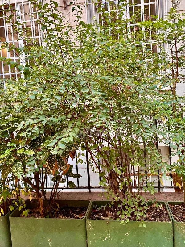 Appartement bourgeois - 71 m² - 3 pièces