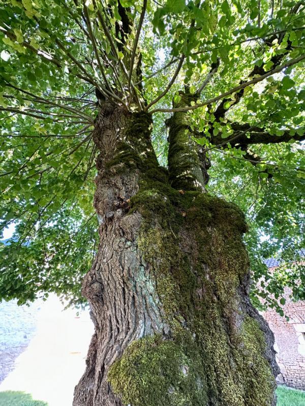 Maison - 220 m² - 7 pièces