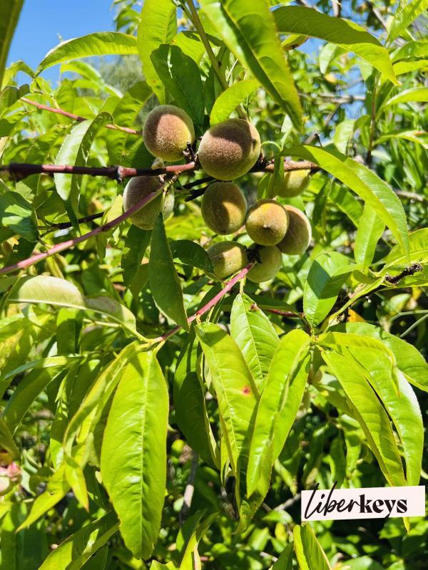 Terrain constructible - 421 m²