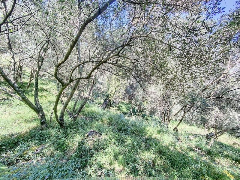 Terrain agricole - 11 360 m²