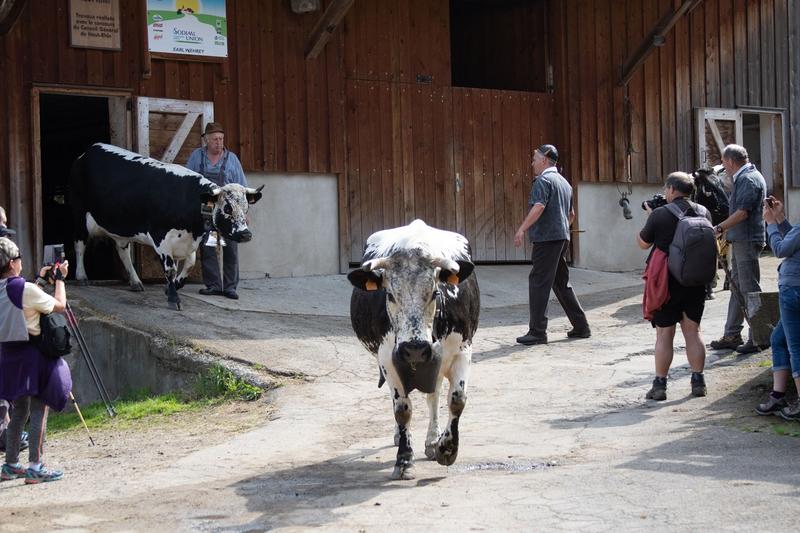 Transhumance avec la ferme auberge Buchwald