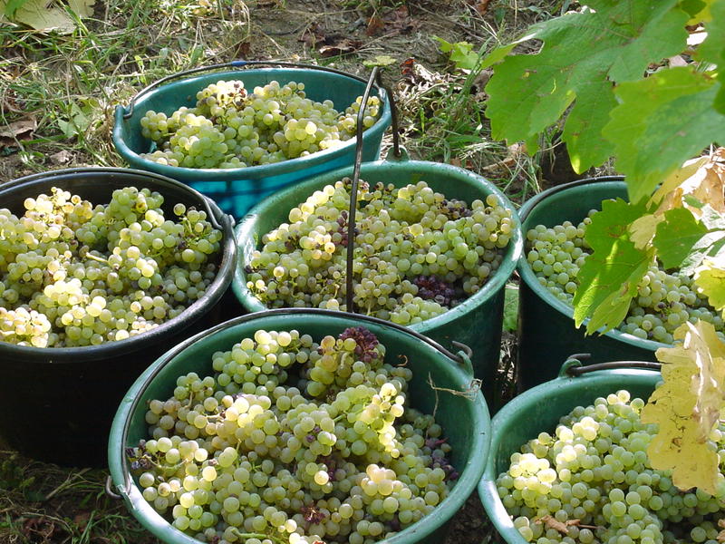 Vigneron d'un jour - Domaine Specht