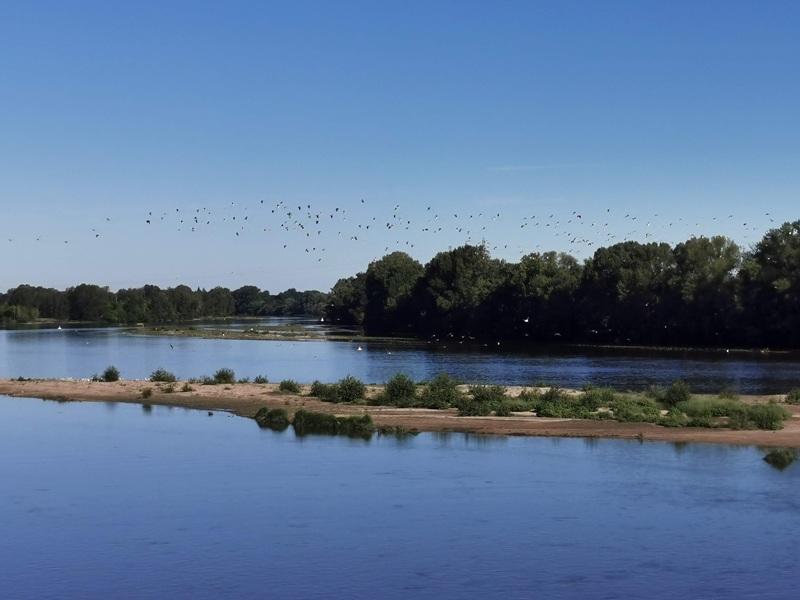 Nocturnes sur Loire : oiseaux de Loire