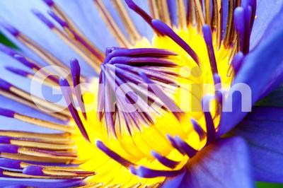 Fonds de commerce - Magasins - 55 m²