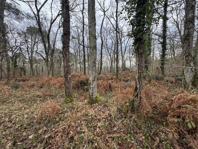 Terrain - 96 131 m²