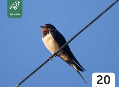 L'hirondelle fait le printemps