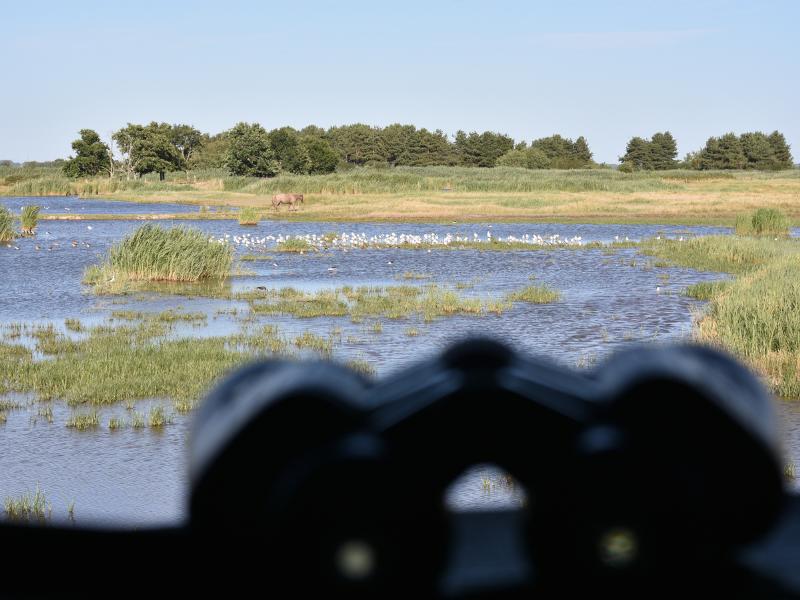 Samedi comptage à Terres d'Oiseaux