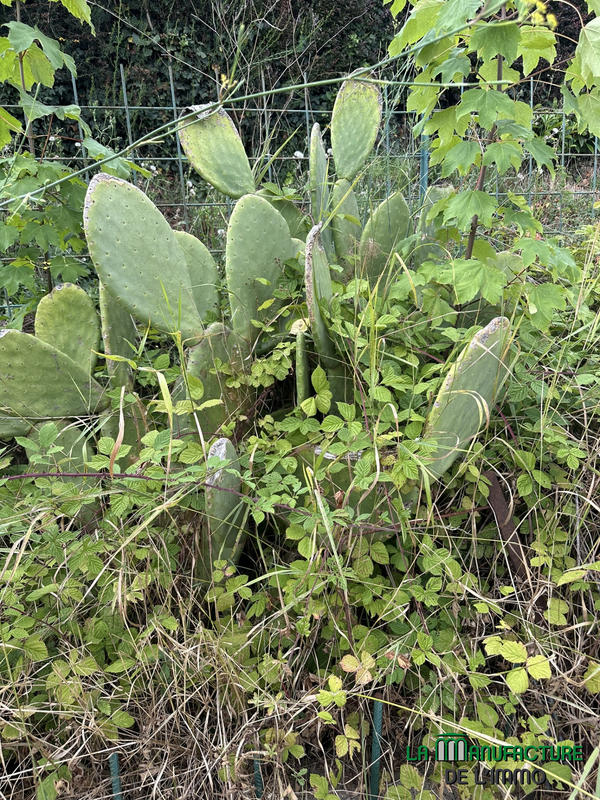 Maison - 127 m² - 6 pièces