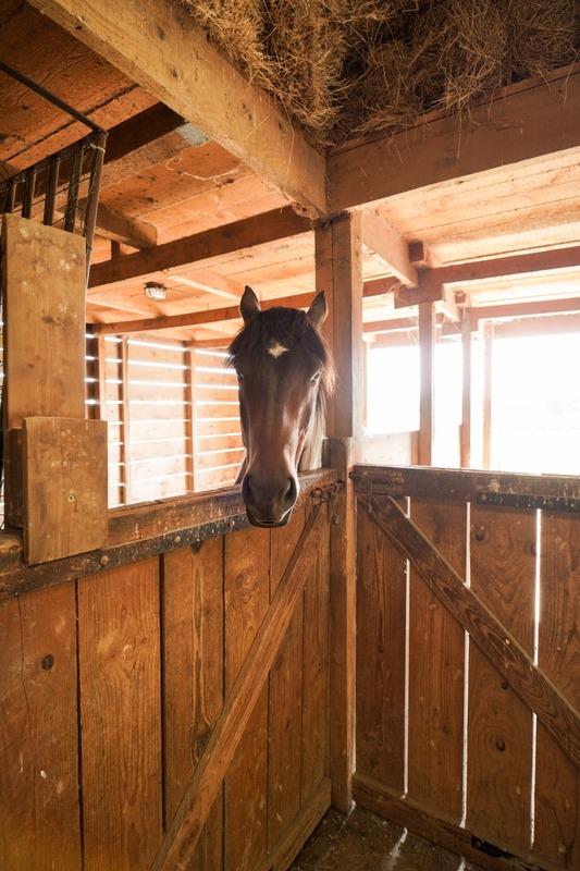 Haras - 352 m² - 8 pièces