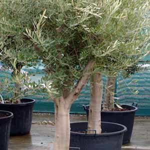 Sud-Ouest Pépinières